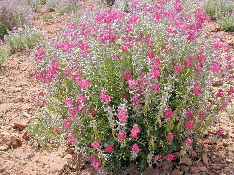 50UTAH Northern SWEETVETCH Flower Seeds Native Wildflower Drought Heat Cold Tolerant Poor Soils Long Bloomer image 1