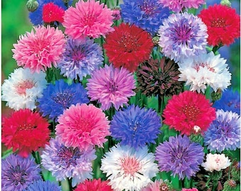 300+DWARF BACHELOR BUTTON Polka Dot Mix Flower Seeds Annual Wildflower Summer Garden Patio Container Cut Dried Flowers Fast Easy