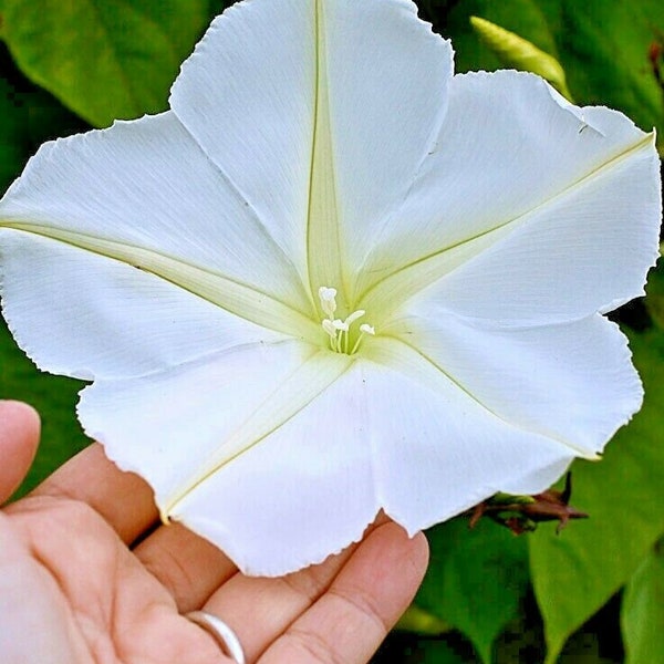 20+MOONFLOWER Seeds Wildflower Climbing Flowering Vine Night Blooms Summer Fall Flowers Poor Soils Fast Easy