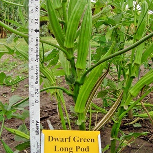 40+PERKINS DWARF OKRA Seeds Organic Non Gmo Open Pollenated Compact 4&#39; Plant Full Size 8&quot; Pods Garden/Patio Containers