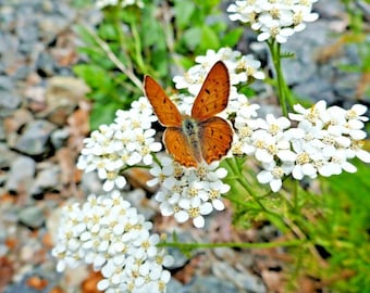 1000+WHITE Western YARROW Seeds Milfoil Native Wildflower Medicinal Plant Pollinators Cold Heat Drought Poor Soils