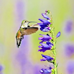 May include: A small hummingbird with green and brown feathers hovers near a stalk of purple flowers. The hummingbird has its wings spread out and its beak is extended as it feeds on nectar from the flowers.