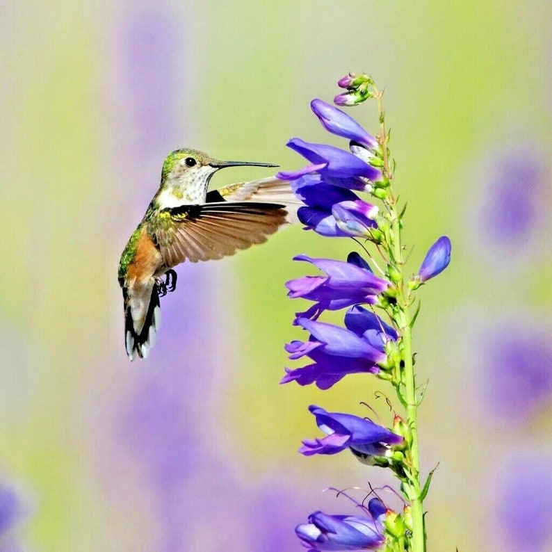 May include: A small hummingbird with green and brown feathers hovers near a stalk of purple flowers. The hummingbird has its wings spread out and its beak is extended as it feeds on nectar from the flowers.