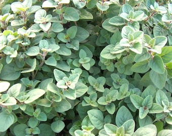 300+TRUE GREEK OREGANO Seeds Organic Perennial Herb Summer Vegetable Garden Patio Container Easy