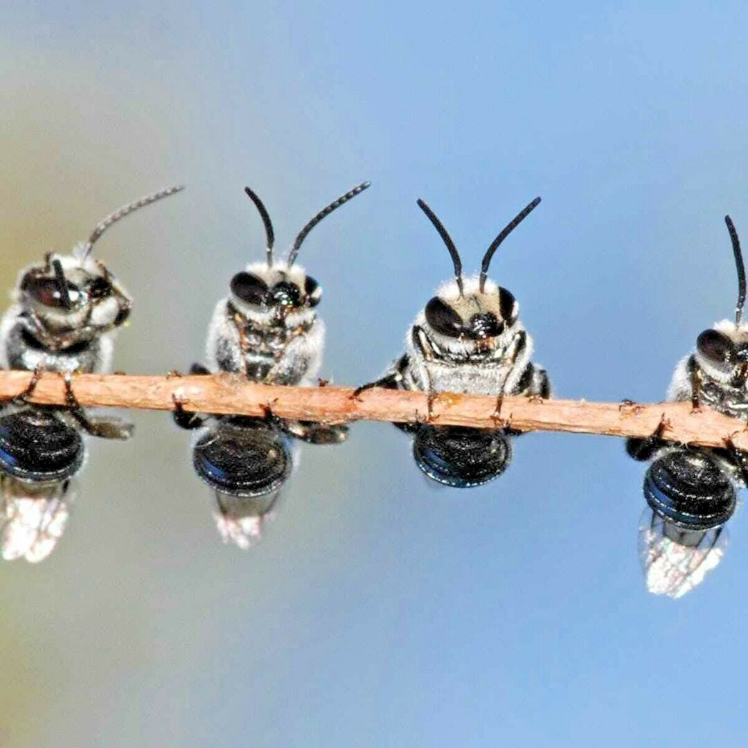 1 Oz BENEFICIAL INSECT MIX Seeds Native Wildflowers 7 Etsy