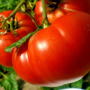 50+MORTGAGE LIFTER TOMATO Seeds Organic Heirloom Vegetable Summer Garden Patio Container Easy