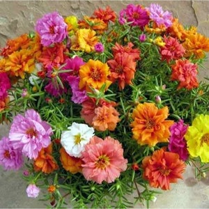 500+PORTULACA ROSE MOSS Mix Annual Flower Seeds Heat Drought Groundcover Window Box Garden Patio Container Fast Easy