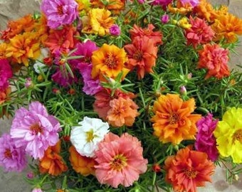 500+PORTULACA ROSE MOSS Mix Annual Flower Seeds Heat Drought Groundcover Window Box Garden Patio Container Fast Easy