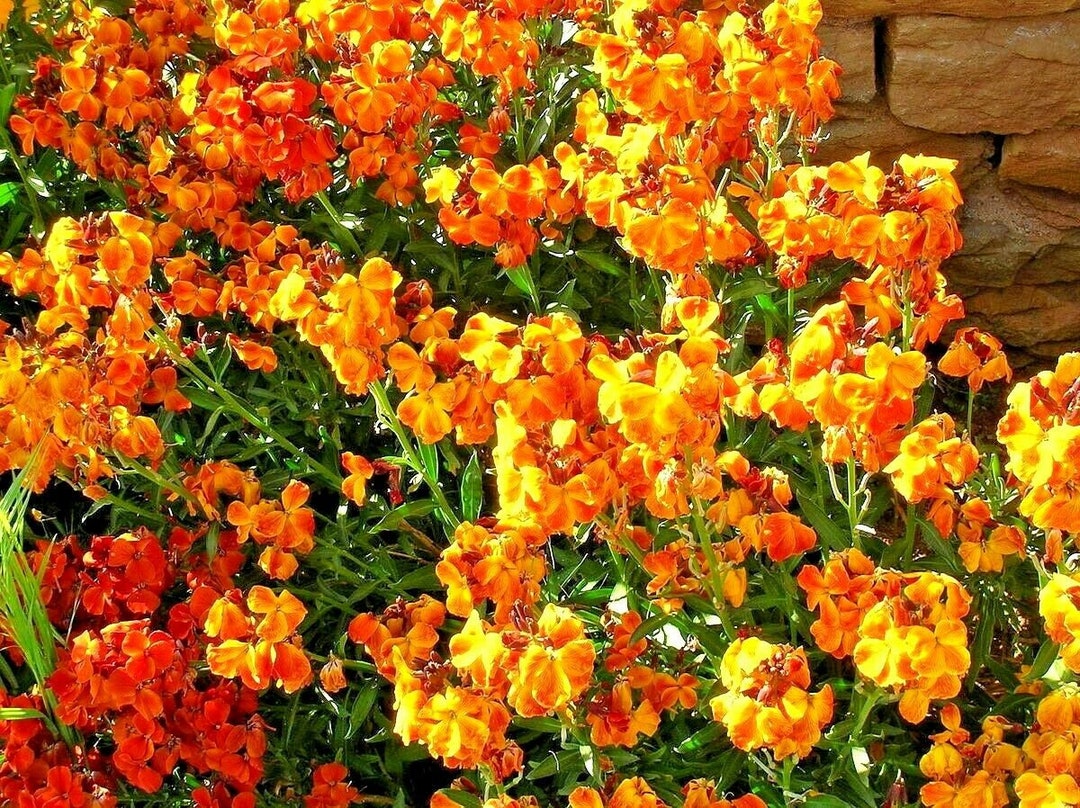 300+ENGLISH WALLFLOWER Seeds Annual Groundcover Boarders Patio