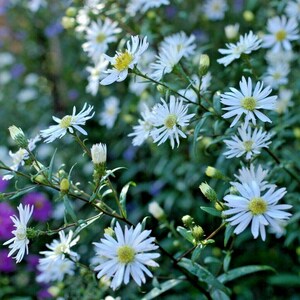 100+PRAIRIE ASTER Flower Seeds Native Wildflower Perennial Poor Soils Drought Heat Cold Fall Blooms Pollinators image 5