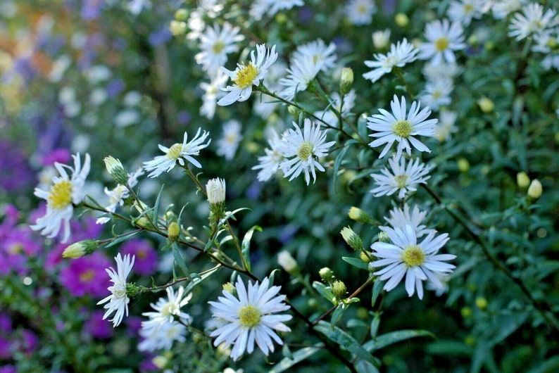 100+PRAIRIE ASTER Flower Seeds Native Wildflower Perennial Poor Soils Drought Heat Cold Fall Blooms Pollinators image 5