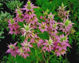 300+SPOTTED BEE BALM Flower Seeds Native Perennial Wildflower Bergamot Herbal Tea Potpourri Polinators Poor Soil