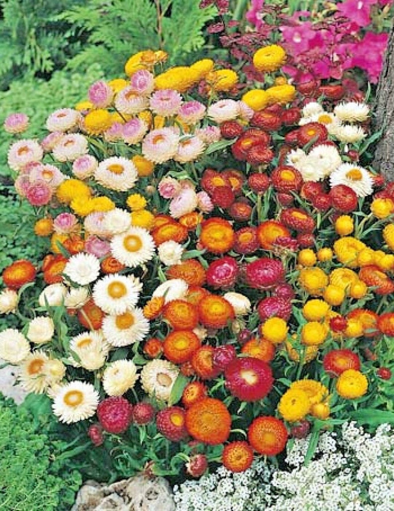 300DWARF STRAWFLOWER MIX Seeds 18 Floral Dried Etsy