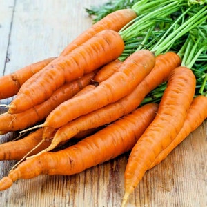 Danvers Carrot Seeds - 1100 Non-GMO Seeds For Home Gardens - Fresh, Easy To Grow