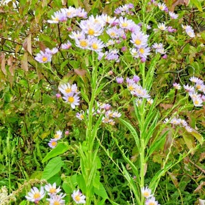 100+PRAIRIE ASTER Flower Seeds Native Wildflower Perennial Poor Soils Drought Heat Cold Fall Blooms Pollinators image 8