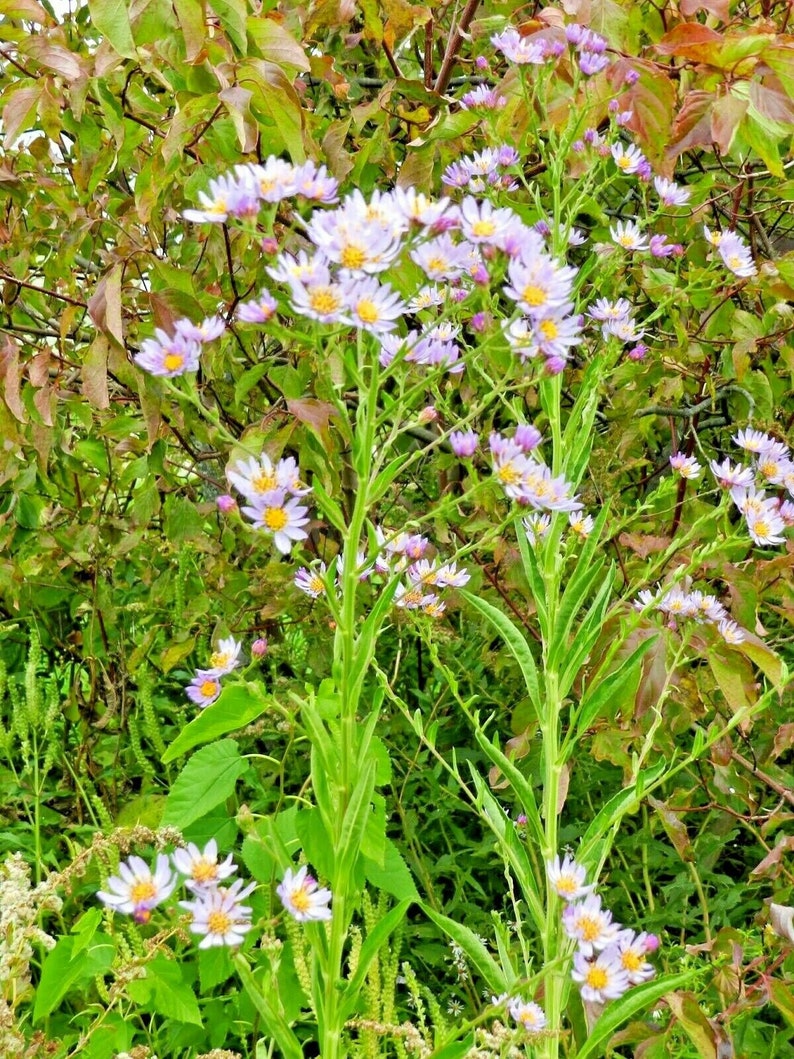 100+PRAIRIE ASTER Flower Seeds Native Wildflower Perennial Poor Soils Drought Heat Cold Fall Blooms Pollinators image 8