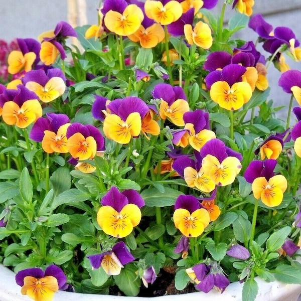 500+JOHNNY JUMP UP Seeds Annual Wildflower Edible Full Sun Shade Garden Patio Container Fast Easy