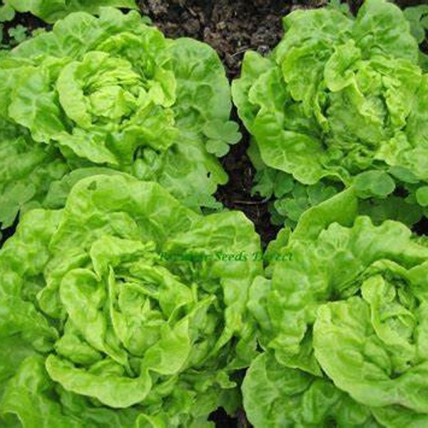 600+TOM THUMB Seeds Leaf Lettuce Butter Crunch Spring Fall Vegetable Garden Patio Container Fast Easy