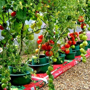 50+BRADLEY BUSH TOMATO Seeds 8 Oz Fruits 36"Tall Patio Containers Small Gardens