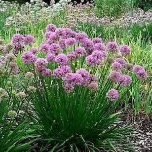 100+PRAIRIE ONION Flower Seeds Perennial Native Wildflower Poor Soils Heat Cold Drought Garden Container Essy