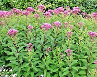 200+JOE PYE WEED Flower Seeds Native Wildflower Fragrant Perennial Cold Heat Pollinators Summer Garden Easy