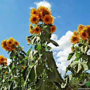 35+SKYSCRAPER SUNFLOWER Seeds Giant Native Wildflower 12-18 ft Tall Summer Flower Garden Birds Pollinators Fast Easy