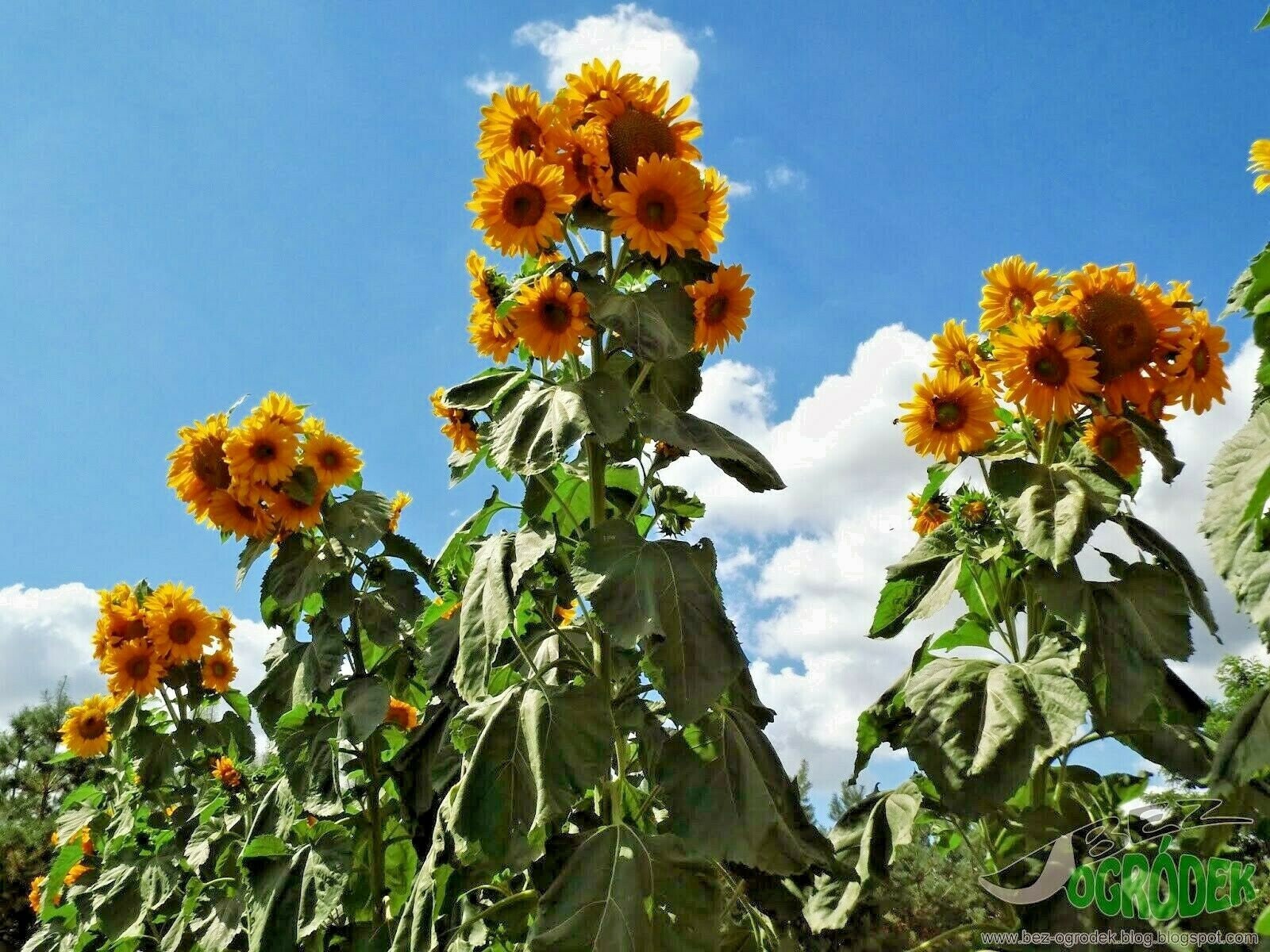 Sunflower's Garden - HUNTER×HUNTER Hunter X Hunter 1999 - Opening 5 [Believe In Tomorrow] +