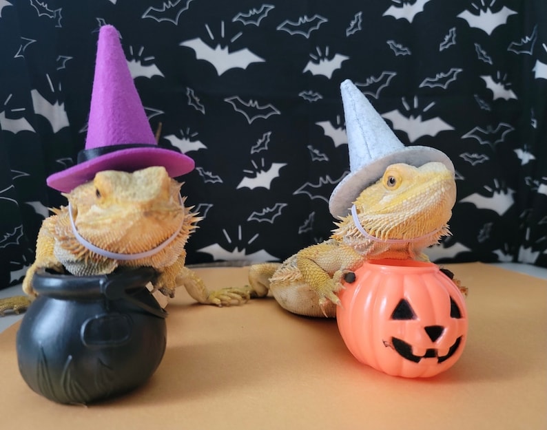 Witch Hat for Small Animals image 5