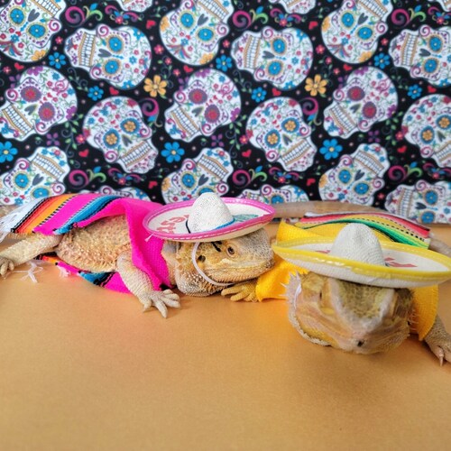 Sombrero for small animals