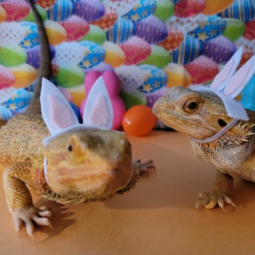 Bunny ears for small animals