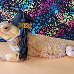 May include: A bearded dragon wearing a black graduation cap with a gold "2023" emblem and a black tassel. The dragon is lying on a tan surface in front of a black background with colorful stars.