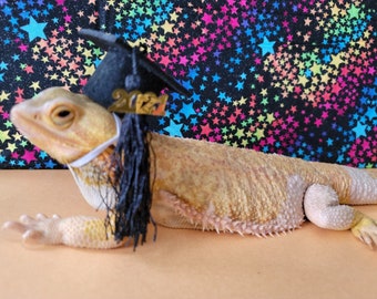Graduation caps for small animals