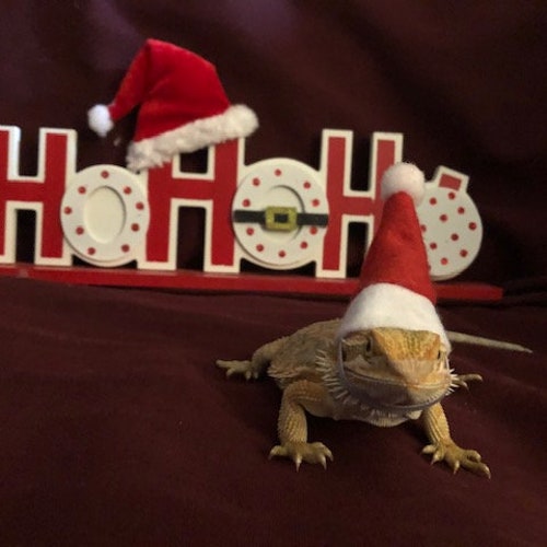 Small Bearded Dragon Santa Hat