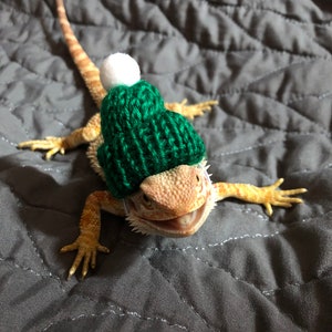 May include: A green knitted hat with a white pom-pom on top is worn by a bearded dragon. The dragon is smiling and has a light brown body with a white beard.