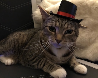 Top Hat for Cats