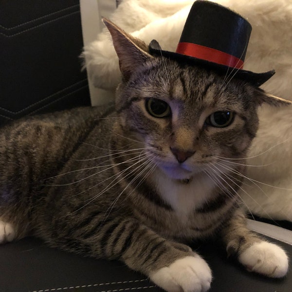 Top Hat for Cats