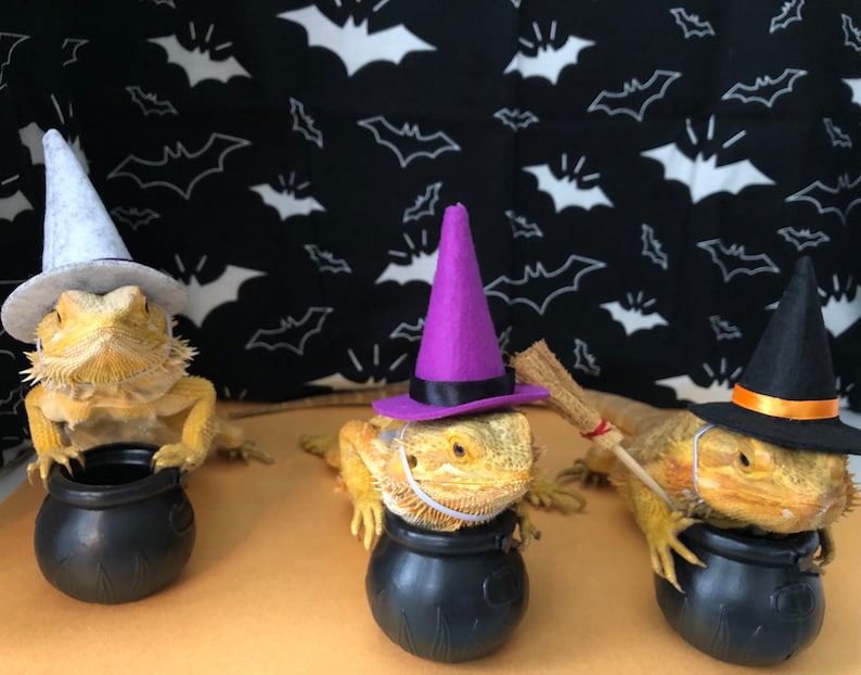 Witch Hat for Small Animals image 7