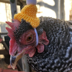 Knit hat for chickens