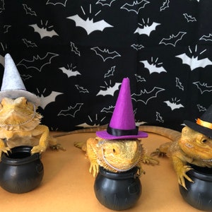 Witch Hat for Small Animals