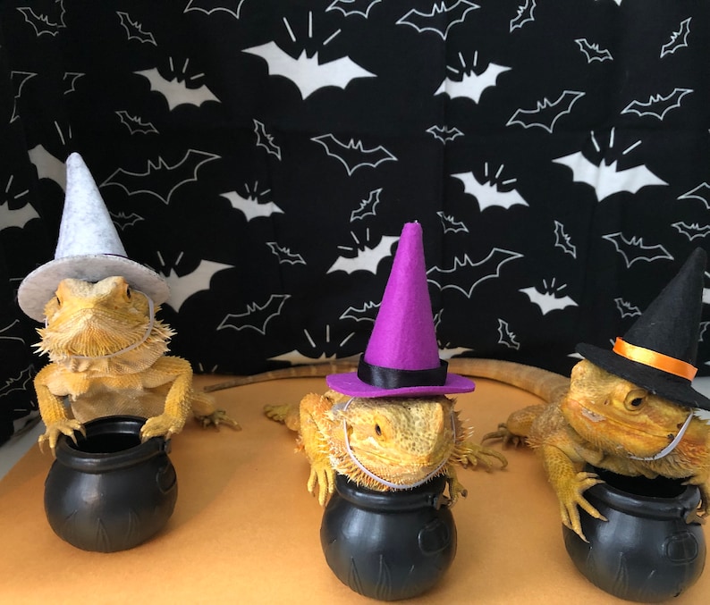 Witch Hat for Small Animals image 1
