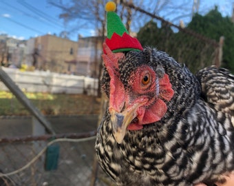 Elf Hats for Chickens