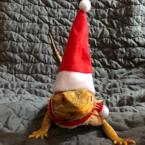 Santa Hat with Scarf for Small Animals