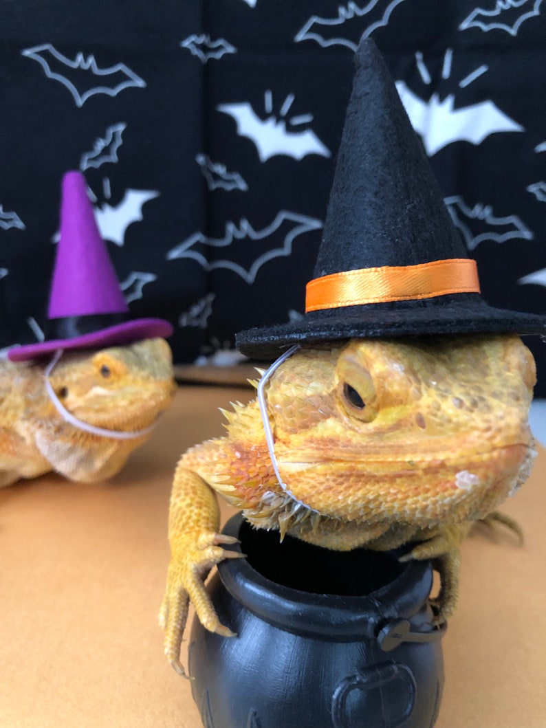 Witch Hat for Small Animals Black/orange