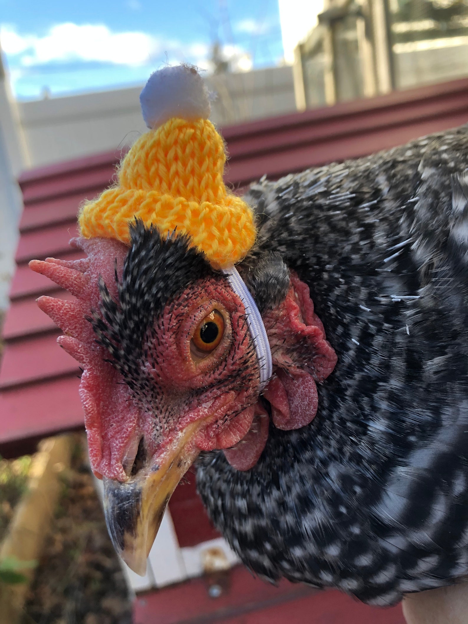 Knit hat for chickens Etsy