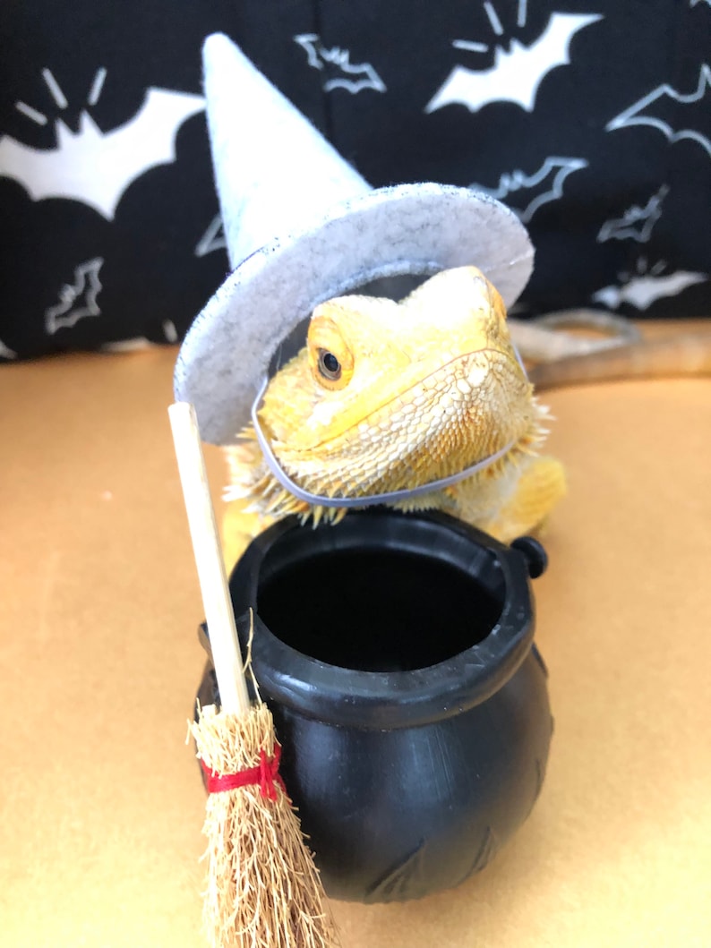 Witch Hat for Small Animals image 2