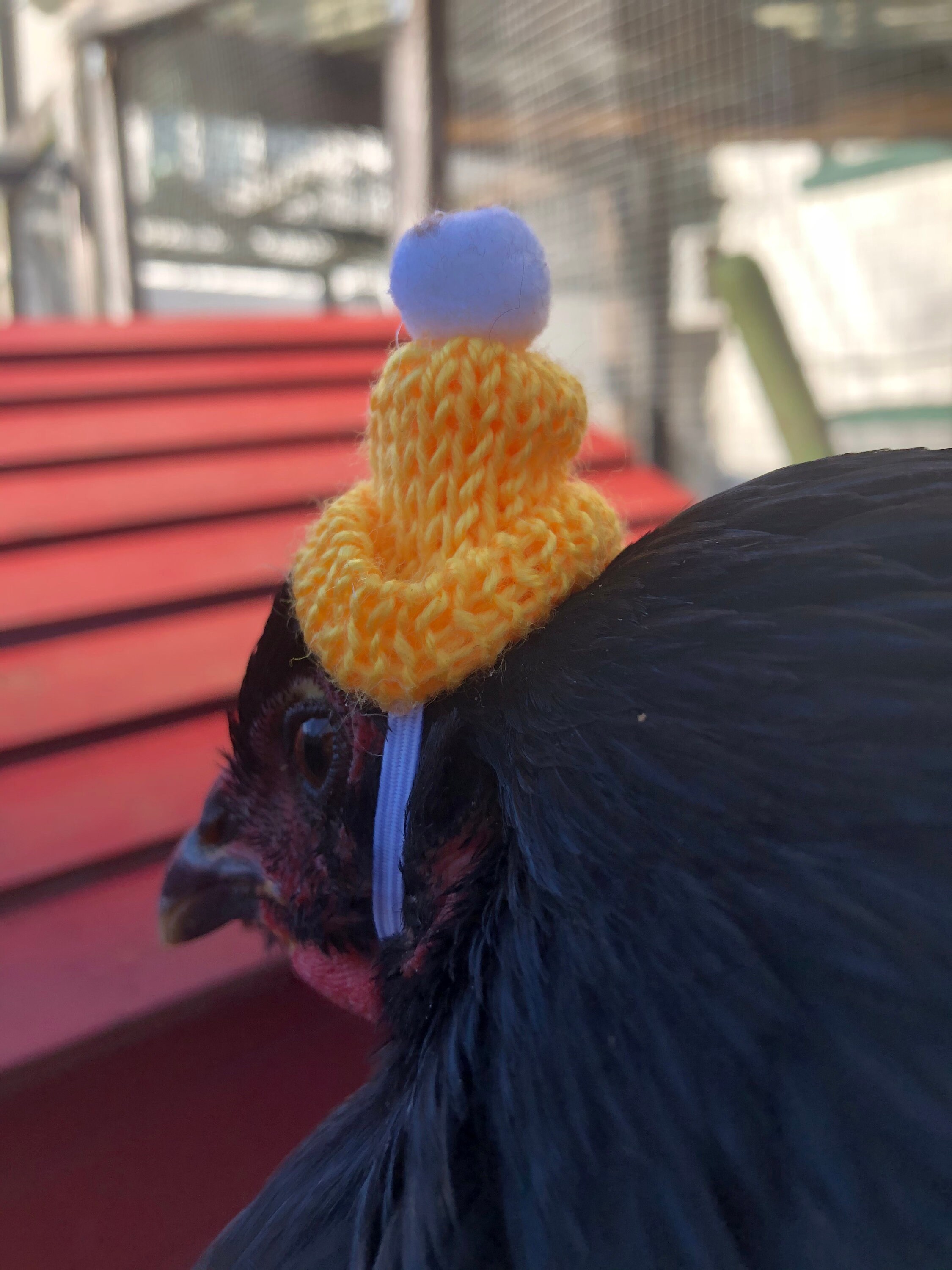 Knit hat for chickens Etsy
