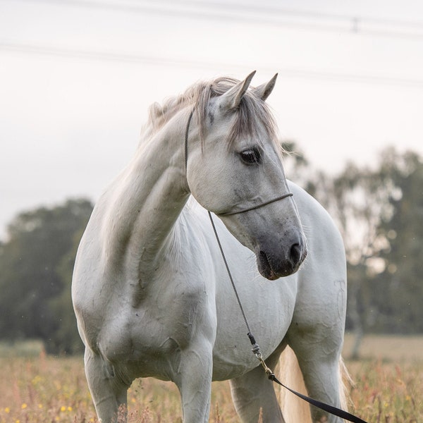 Halter fotográfico equino para fotógrafos / Halter de cuerda / Halter de fotografía / Halter delgado / Headcollar fotográfico