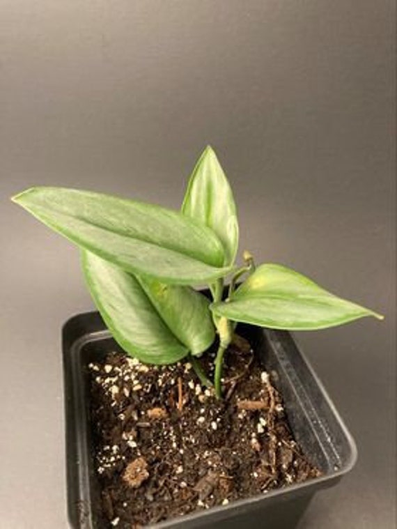 Scindapsus Treubii Varietas Moonlight Beautiful Silver Etsy Scindapsus Treubii Varietas Moonlight Beautiful Silver Etsy