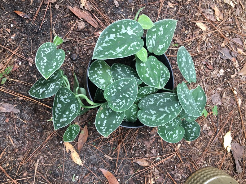 Satin Pothos Scindapsus Pictus var. Argyraeus Silver Satin ...
