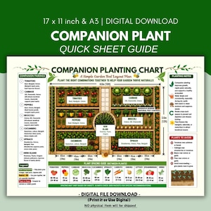 Könnte beinhalten: Ein digitaler Begleitpflanzungsplan, 43 x 28 cm groß, mit einem einfachen Gartenbeet-Layoutplan. Die Tabelle enthält Begleitpaarungen, Pflanzhinweise und eine Pflanzenabstandsanleitung.